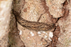Philomycus flexuolaris