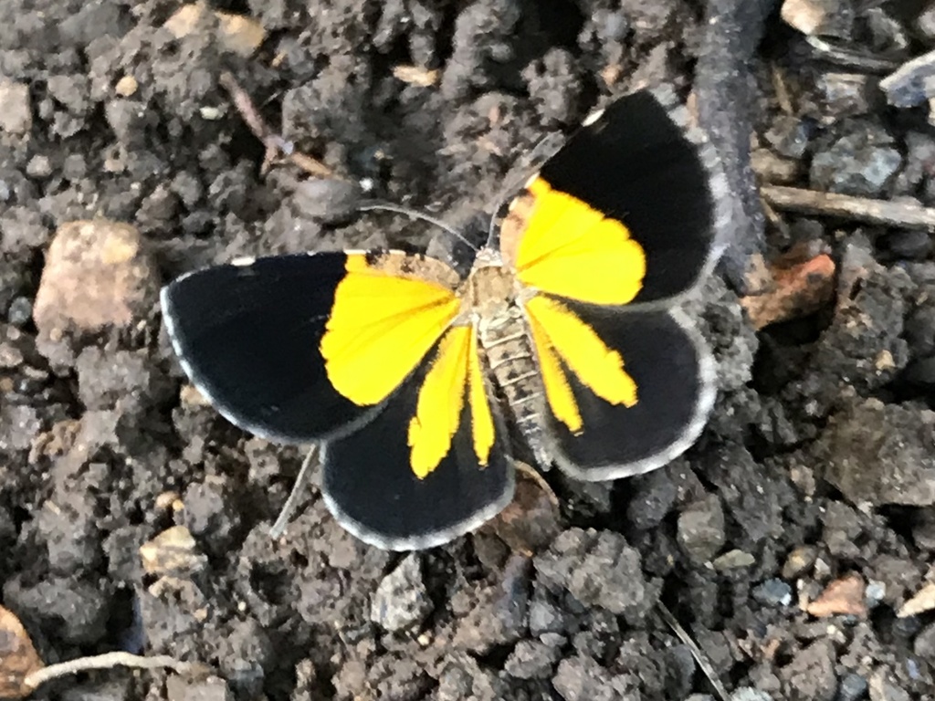 Orange Satyr-Moth
