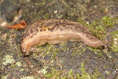 Philomycus flexuolaris