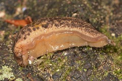 Philomycus flexuolaris