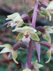 Epipactis purpurata