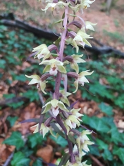 Epipactis purpurata