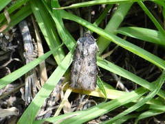 Agrotis malefida