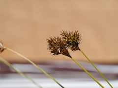 Carex subfusca