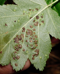 Eriophyes torminalis