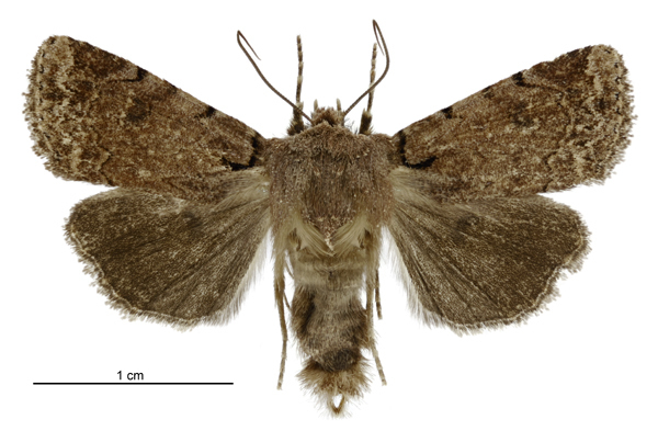 Austramathes fortis