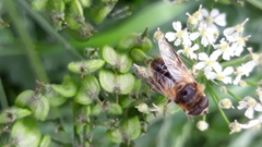 Eristalis tenax