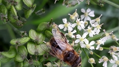 Eristalis tenax