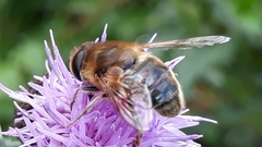 Eristalis tenax