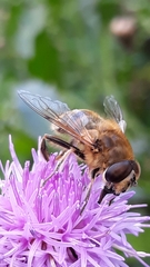 Eristalis tenax