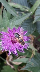 Eristalis pertinax