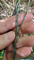 Equisetum × nelsonii