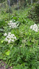 Heracleum sphondylium