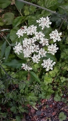 Heracleum sphondylium