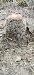 Mammillaria grusonii