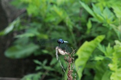 Orthetrum albistylum speciosum
