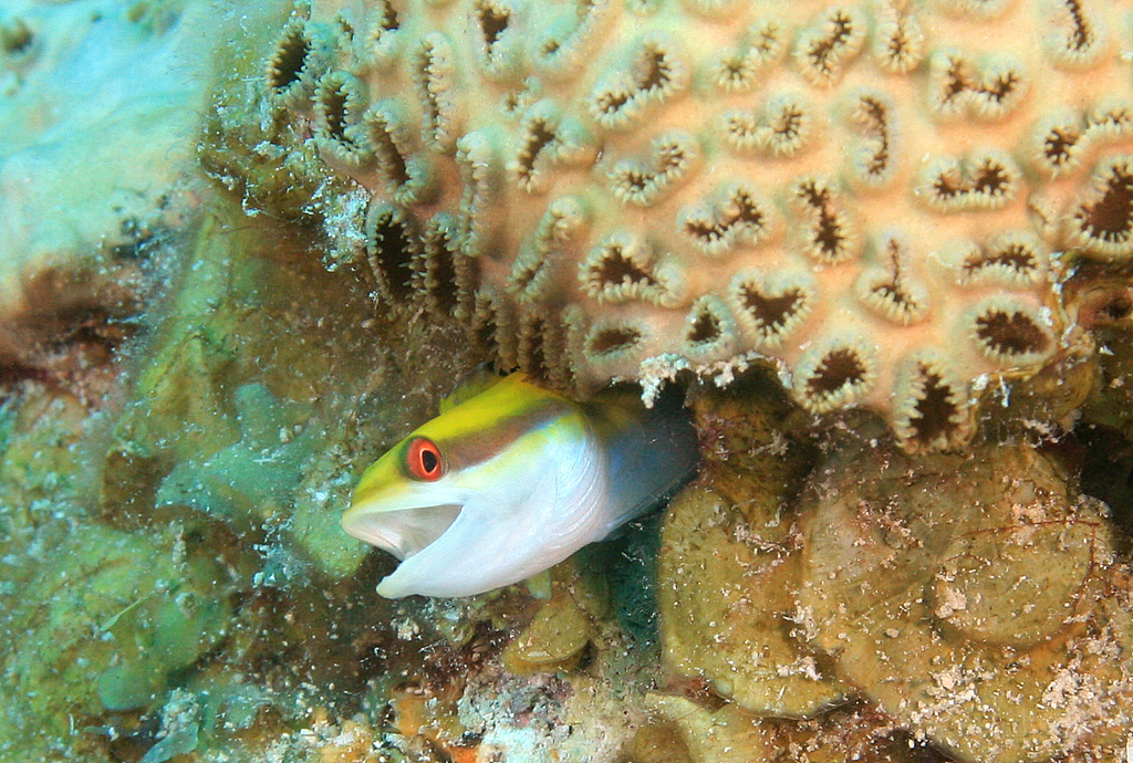 Wrasse blenny