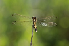 Orthetrum albistylum speciosum