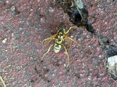 Polistes mongolicus