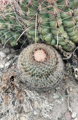 Mammillaria grusonii