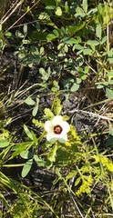 Hibiscus trionum