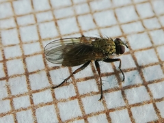 Diptera
