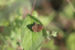Piruna penaea