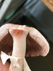 Agaricus sylvaticus