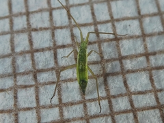 Miridae