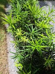 Podocarpus macrophyllus