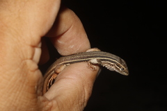 Aspidoscelis angusticeps angusticeps