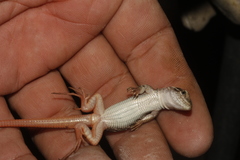Aspidoscelis angusticeps angusticeps