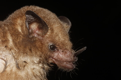 Merriam's Long-Tongued Bat photo 3