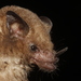 Merriam's Long-tongued Bat - Photo (c) Juan Cruzado Cortés, some rights reserved (CC BY-SA), uploaded by Juan Cruzado Cortés