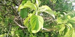 Vangueria