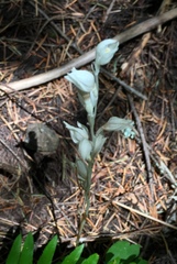 Cephalanthera austiniae