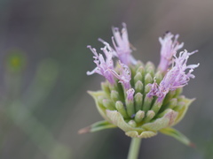 Monardella linoides sierrae