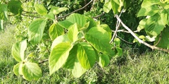 Vangueria
