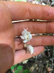 Cephalanthera austiniae