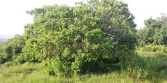 Vangueria