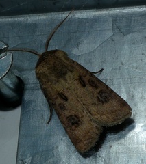 Agrotis clavis