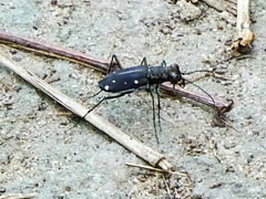 Cicindela ocellata rectilatera