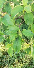 Vangueria