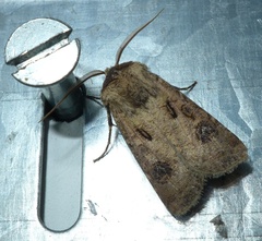 Agrotis clavis
