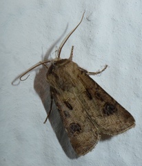 Agrotis clavis