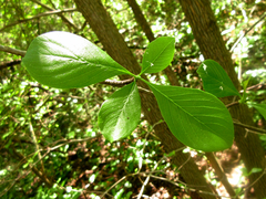 Calycophyllum multiflorum
