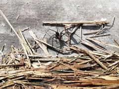 Loxosceles colima