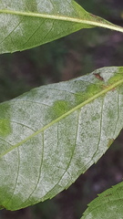Phyllactinia fraxini