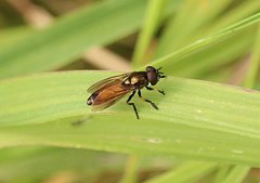 Pyrophaena granditarsis