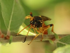 Callajoppa cirrogaster